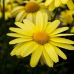 cannabis facial mask arnica montana